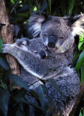 photo of two excellent koalas