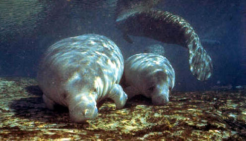 photograph of manatees