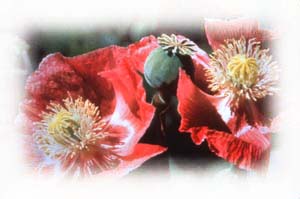 opium poppies