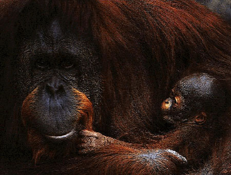 photo of orangs