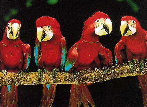 photo of some lively young parrots