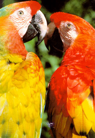 two young parrots