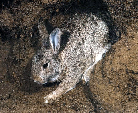 photo of rabbit burrowing