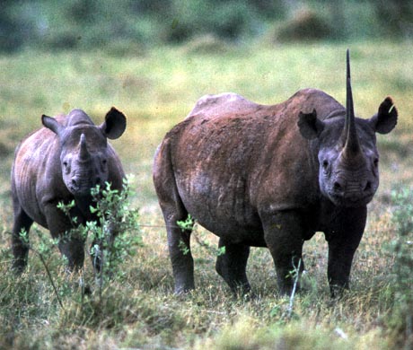 photograph of rhinos