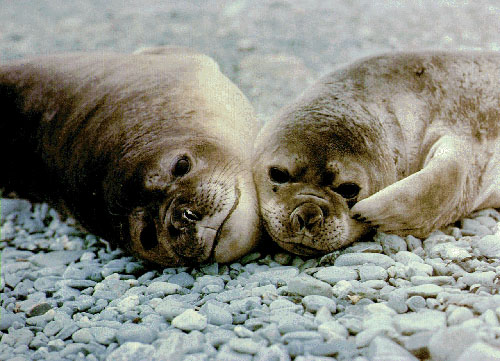 photo of seal pair