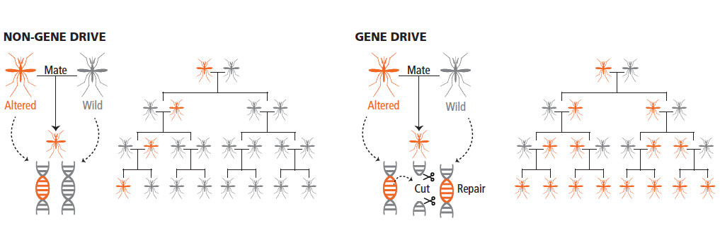 synthetic CRISPR-based gene drives can create a happy biosphere