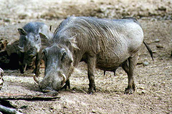 picture of an amiable warthog