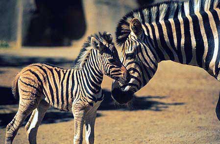 photo of zebra and her baby