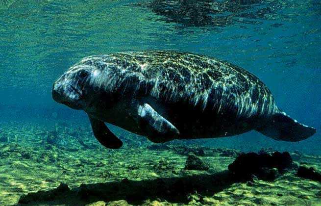 photograph of dugong