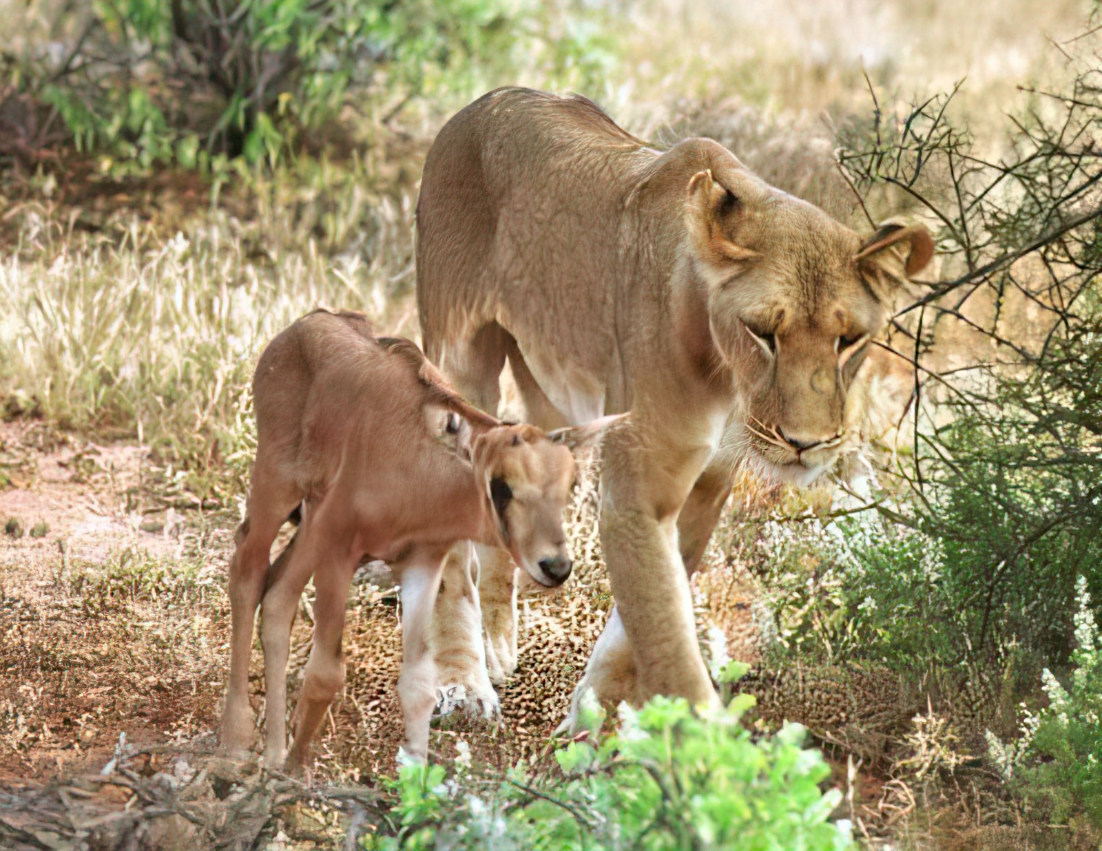 adult lion and young antelope