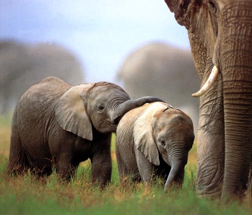 photograph of two young elephants