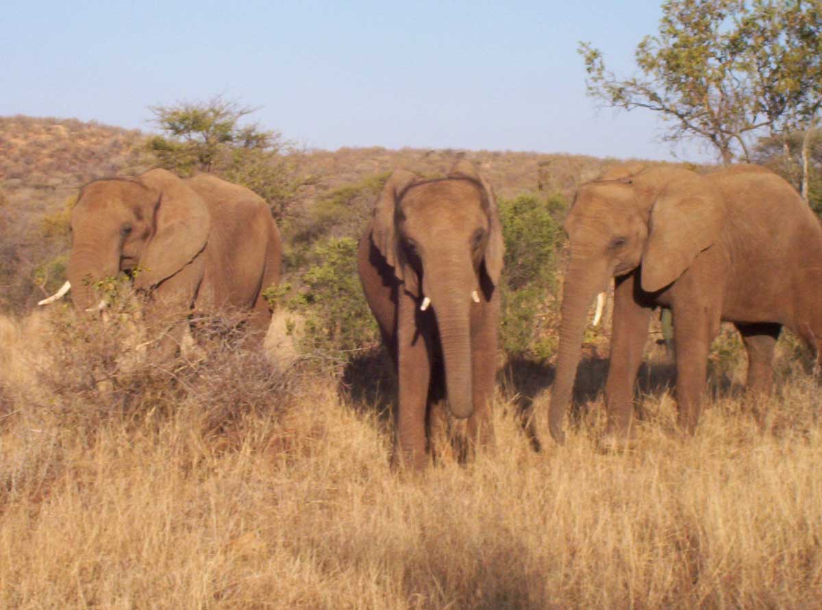 photo of African elephants