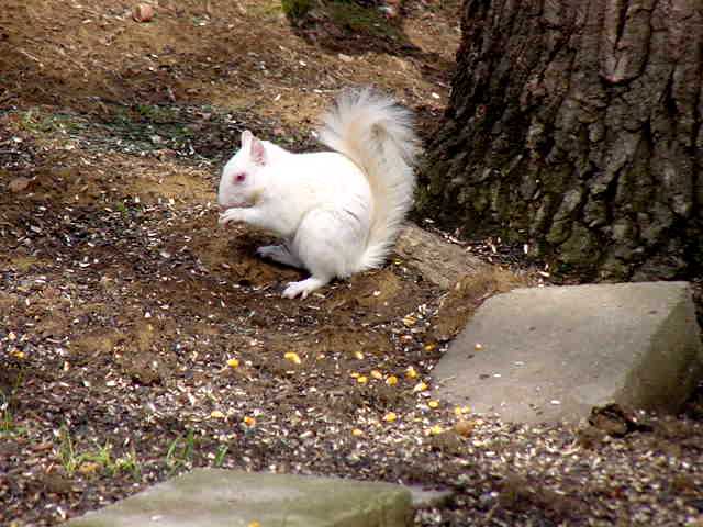 photo of an albino squirrel
