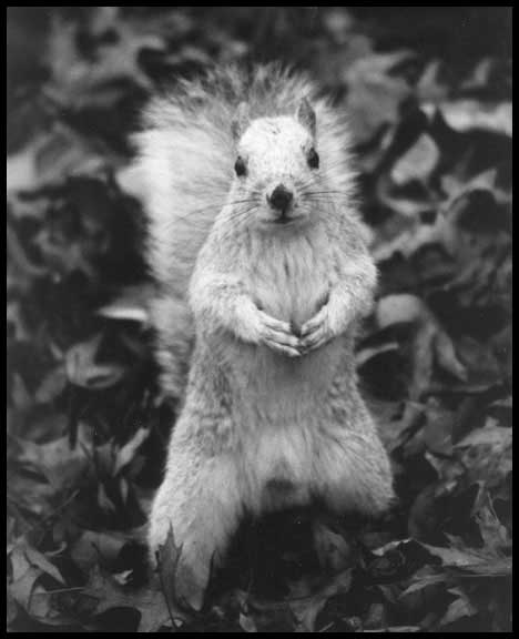 photo of an albino squirrel