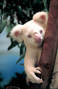 photograph of albino koala