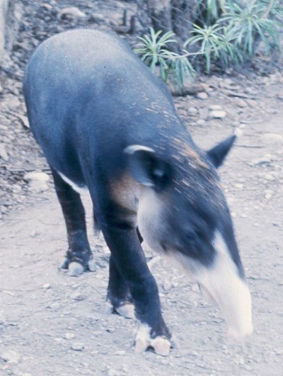 photo of albino tapir