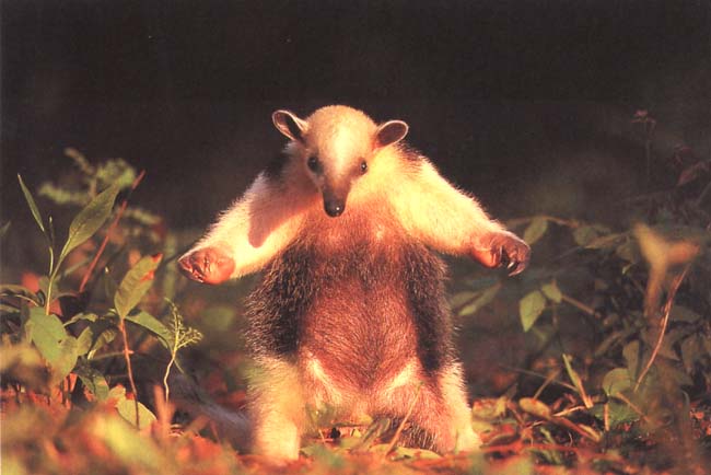 photograph of an excited anteater