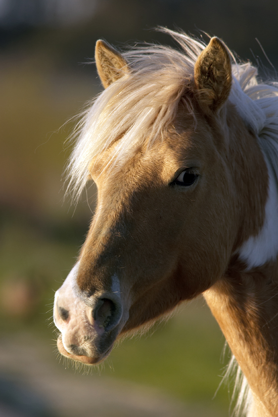 photo of wild pony