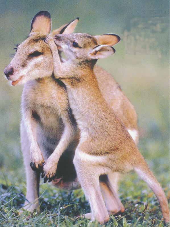 picture of a baby wallabies
