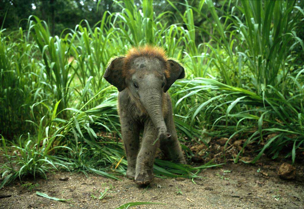 photo of Asian baby elephant