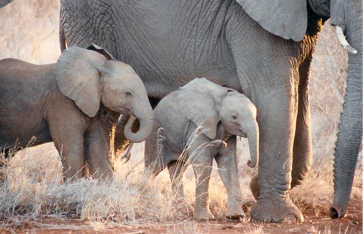 photo of baby elephants