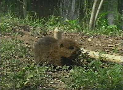 photograph of baby beaver