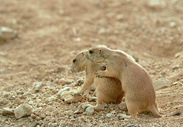 photo of prairie dogs