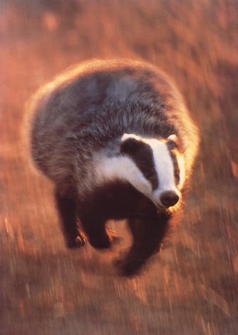 photograph of a racing badger