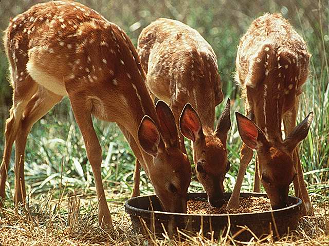 three young deer