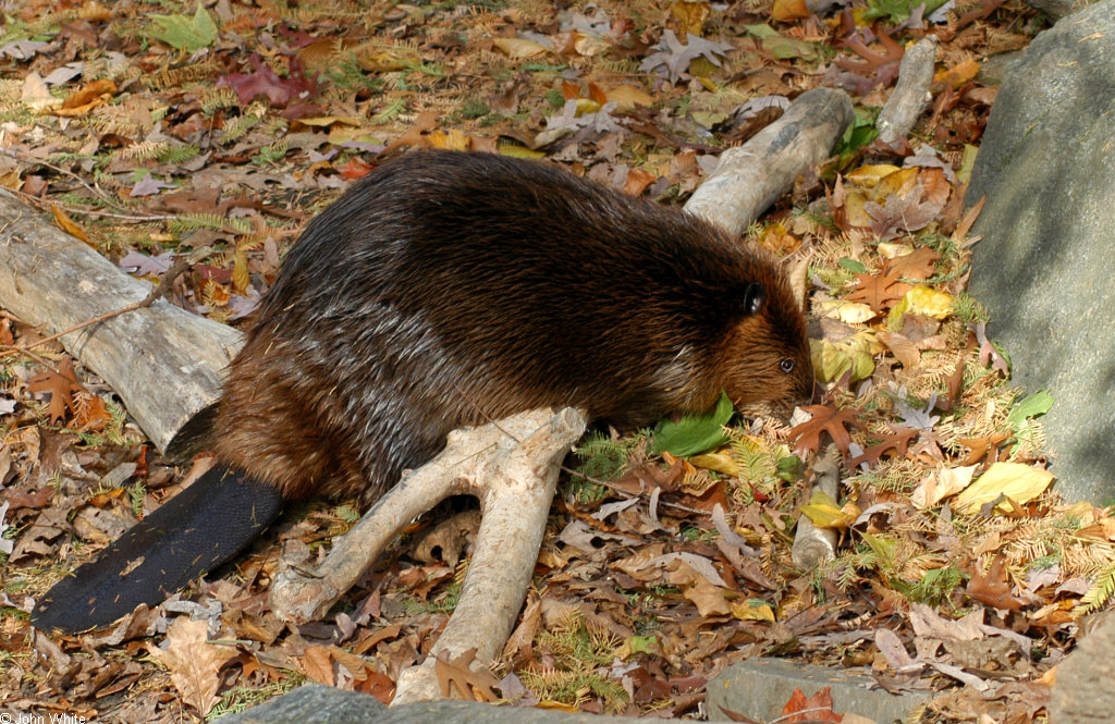 photograph of beaver
