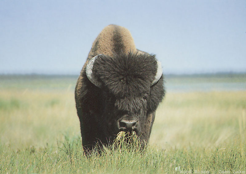 photo of bison