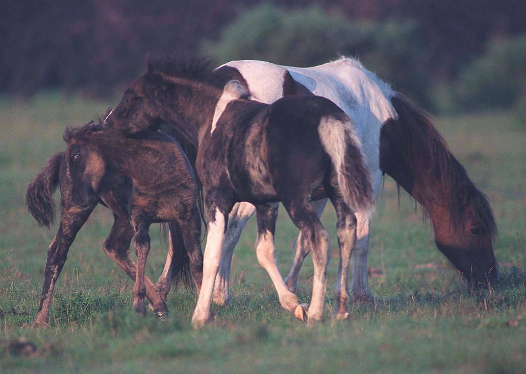 photo of Bodmin Horses