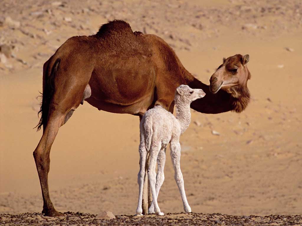 photograph of a camel and baby