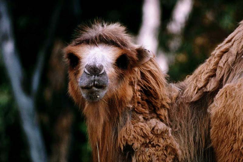 photograph of a camel