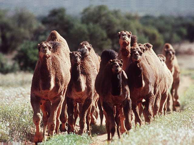 camels on the move