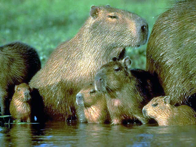 http://www.hedweb.com/animimag/capybara.jpg