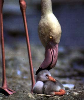 photo of baby chick