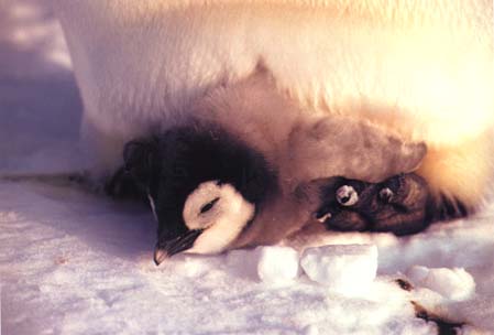 photograph of a very young emperor penguin chick