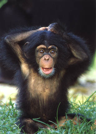 picture of a young chimp