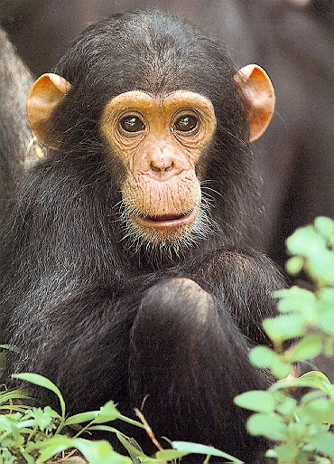 photo of cute chimpanzee