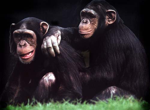 picture of young chimps
