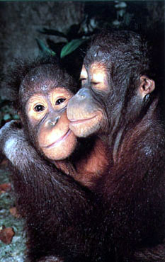photograph  of two cute chimps