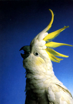 photo of cockatoo