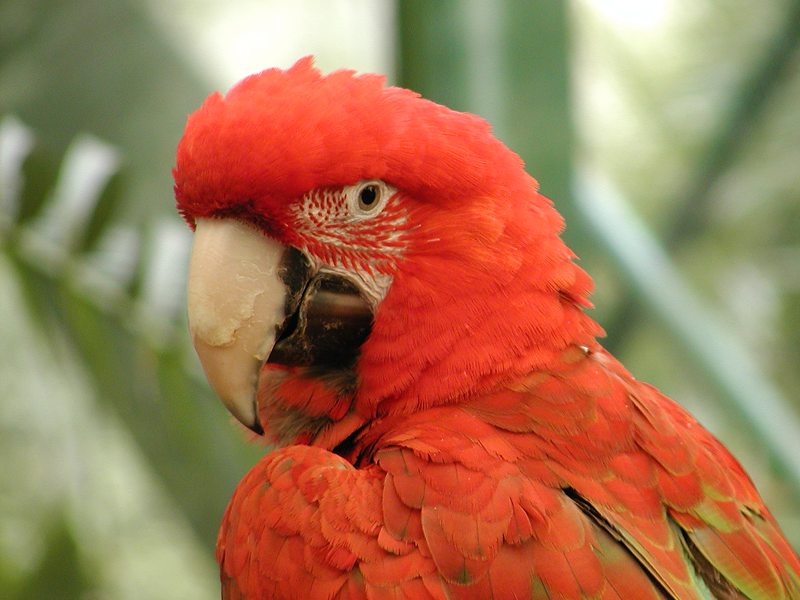 photograph of a parrot