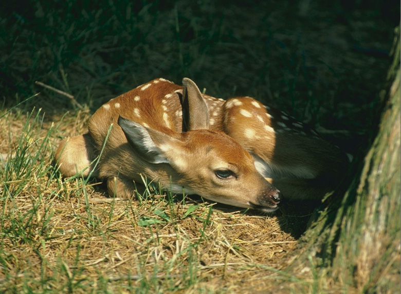 photo of a baby deer