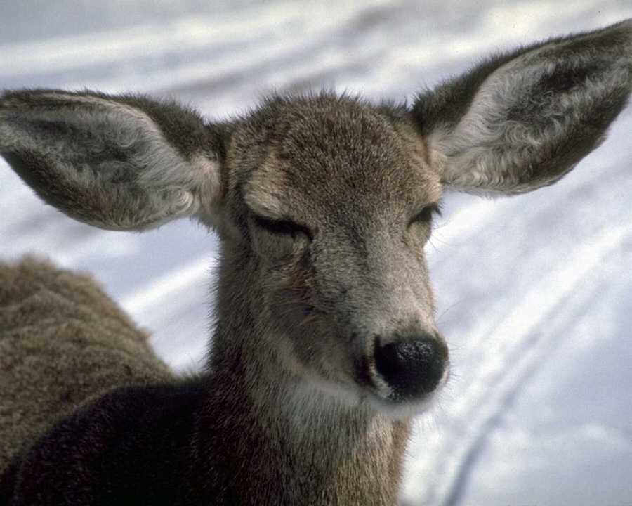 photograph of a young deer
