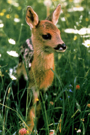 photo of deer sheltering in the grass