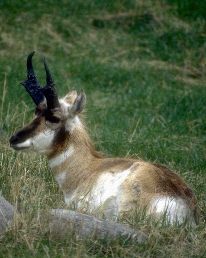 photo of deer