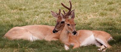 photo of two deer