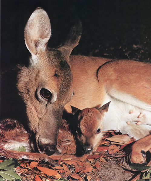 photograph of white-tailed deer